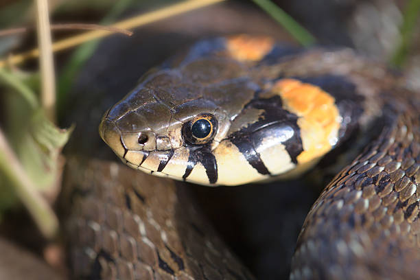 istock The head of the snake . 519261152
