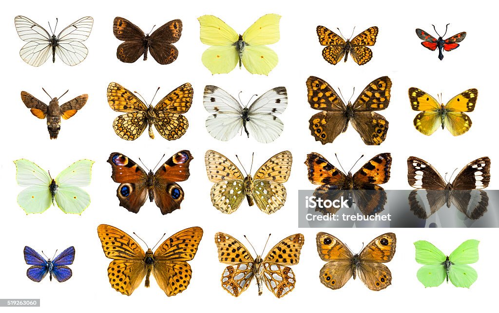 Collage Di Diverse Specie Di Farfalle - Fotografie stock e altre immagini di  Animale - Animale, Animale selvatico, Biologia - iStock