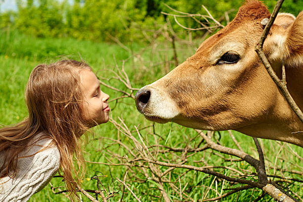 Smiling ten-year-old girl with a cow stock photo