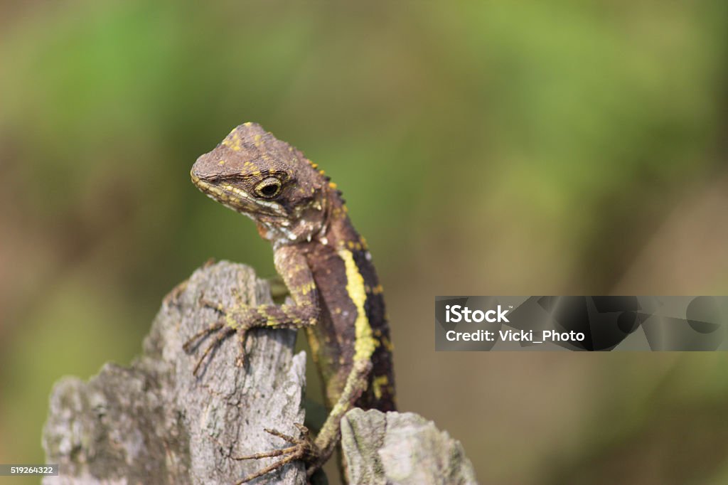 Lizard Horizontal Lizard Stock Photo - Download Image Now - Animal, Extreme Close-Up ...