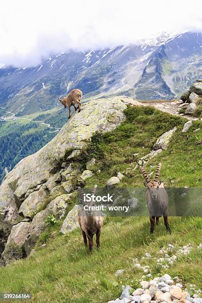 France Haute Savoie Chamonix Mont Blanc Mountain Goat Lac Blanc Stock Photo - Download Image Now