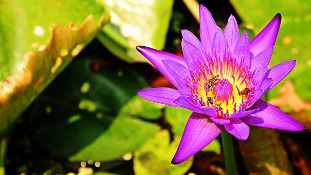 lotus pourpre, avec de nombreux abeille. - lotus ornamental garden insect summer photos et images de collection