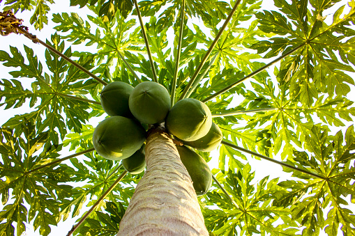 Green papaya on the tree under the Sun