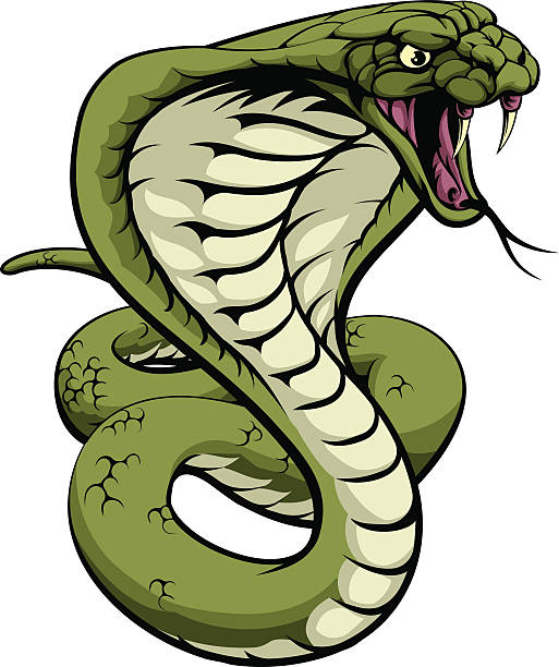 King Cobra Snake An illustration of a king cobra snake with hood out about to strike ophiophagus hannah stock illustrations