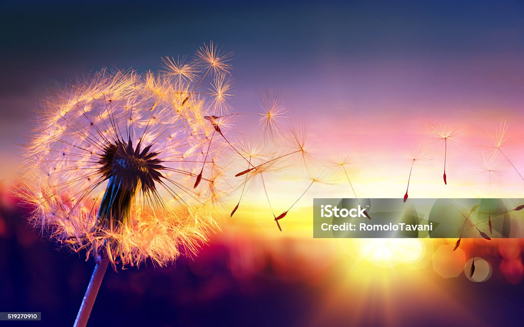Löwenzahn bis Sonnenuntergang-Freiheit auf Wunsch - Lizenzfrei Löwenzahn - Korbblütler Stock-Foto
