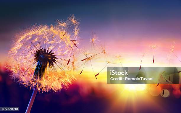 Löwenzahn Bis Sonnenuntergangfreiheit Auf Wunsch Stockfoto und mehr Bilder von Löwenzahn - Korbblütler - Löwenzahn - Korbblütler, Wind, Blasen