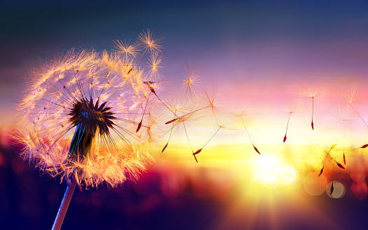 Blowball With Seeds Flying To The Sky