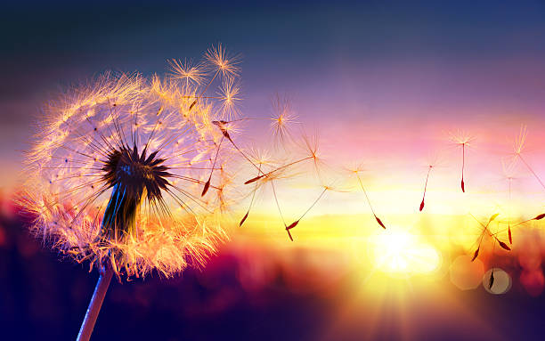 Dandelion To Sunset - Freedom to Wish Blowball With Seeds Flying To The Sky wind photos stock pictures, royalty-free photos & images