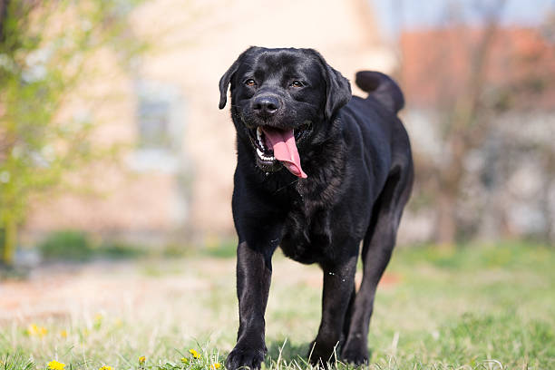 istock Black labrador running in the backyard 519271150