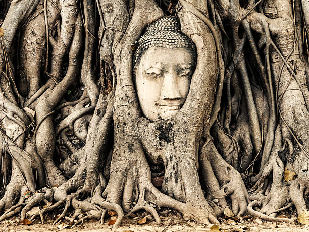 istock Wat Phra Mahathat Buddha head at Ayutthaya Thailand 519271180