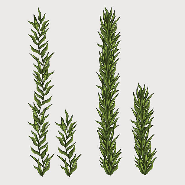 두 씨위드, 클 래식 수중 잔디 - seaweed stock illustrations