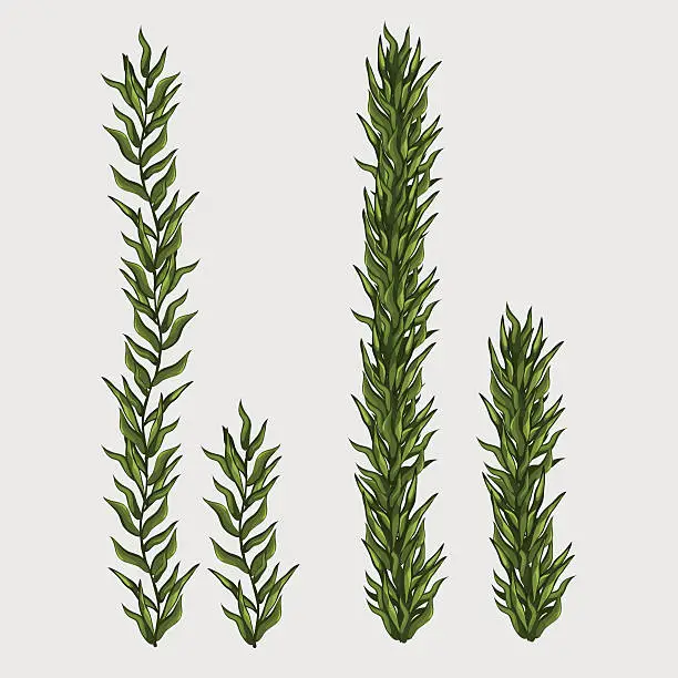 Vector illustration of Two seaweed, classic underwater grass