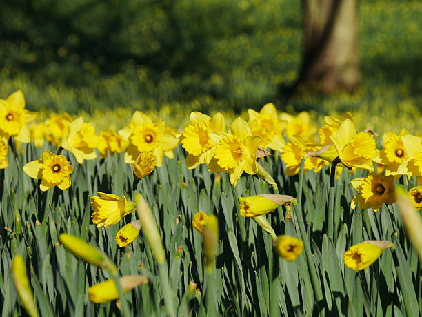 istock Lovely yellow daffodil flowers blooming 519272516