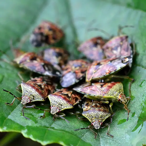 Group of fully grown bugs in the family Acanthosomatidae, on alder (Alnus) leaf