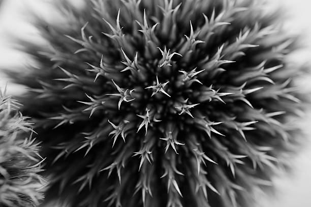istock Close up flower in black and white 519274038