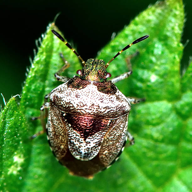 Borderd Shield Bug 170+ Scutelleridae Jewel Bugs Or Metallic Shield Bugs Stock Photos ...