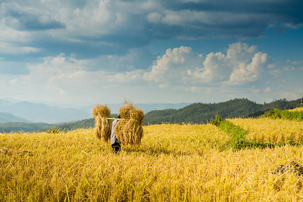 istock Baan Pa Bond Piang rice terrace - Chiangmai, Thailand 519274164