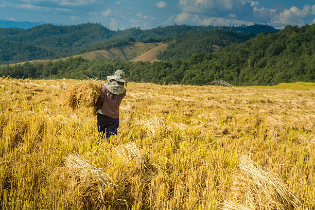 Thai farmers are harvesting them rice