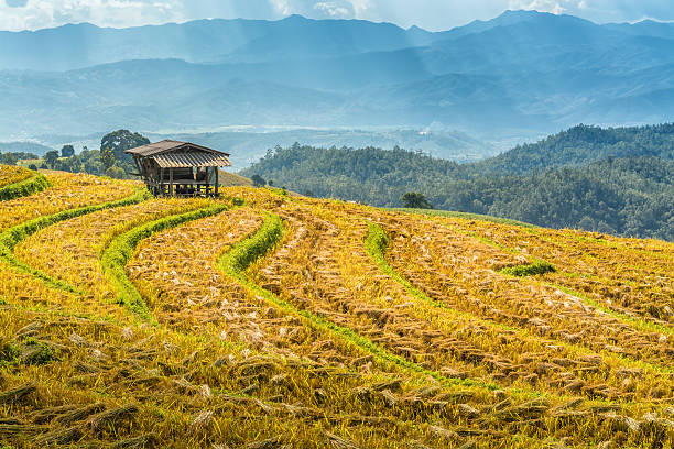 istock Baan Pa Bond Piang rice terrace - Chiangmai, Thailand 519274640