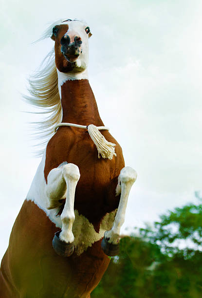 istock beautiful paint horse prancing running 519277509