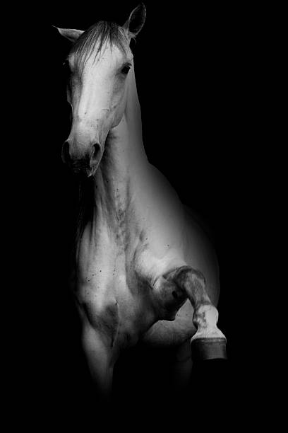 istock beautiful lipizzaner horse spanish steps 519278057