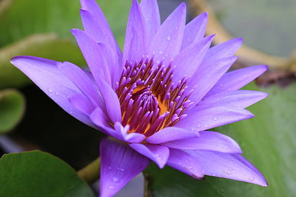 istock Water Lily flower with raindrop 519278457