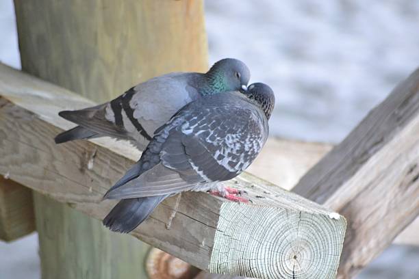 istock Peeking Pigeon Kissing 519278531