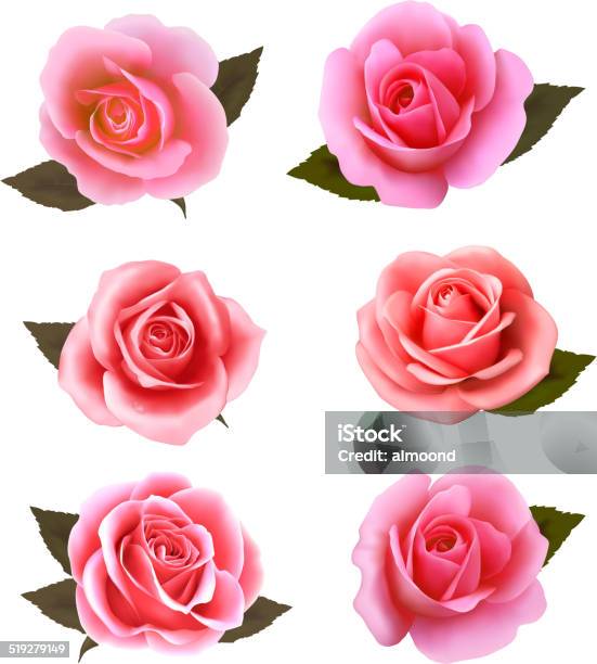 Set Of Beautiful Pink Roses Vector Stock Illustration - Download Image Now - Abstract, Backgrounds, Botany
