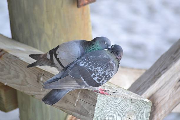 istock Pigeons Kissing 519279425