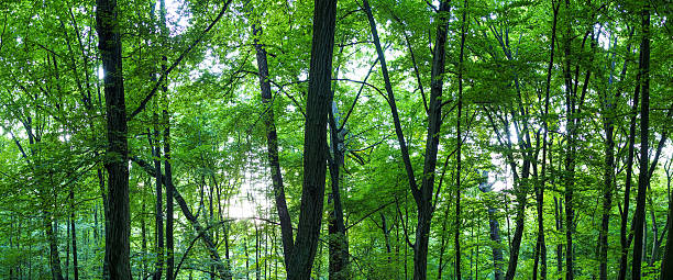 istock Huge forest panorama. Big picture of trees 519279981