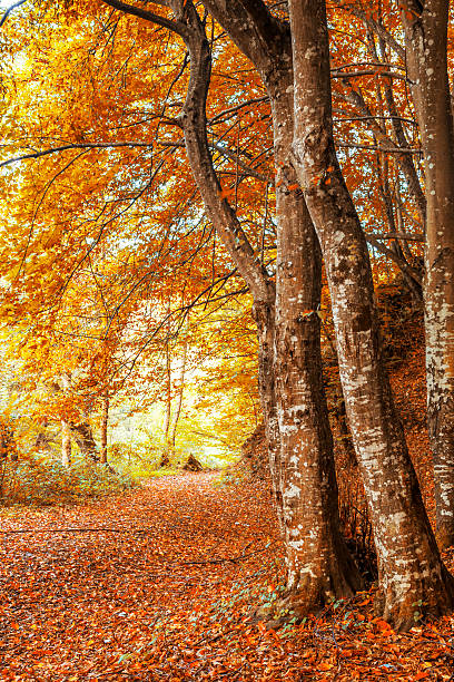 istock Trees in the forest at autumn 519282445