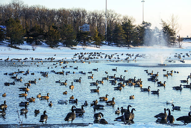 Large flock of Canadian Geese in a pond during winter in Ohio.