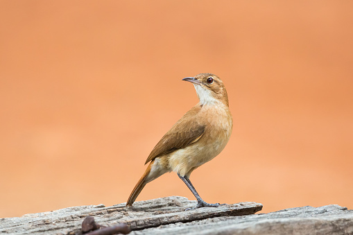 A Rufous Hornero (furnarius rufus) perched, looking over it's shoulder, against a clear blurred background, Pantanal, Brazil