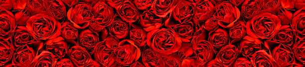 rose rosse in un immagine panoramica - dozen roses immagine foto e immagini stock