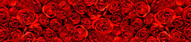 красные розы в панорамный изображение - dozen roses rose flower arrangement red стоковые фото и изображения