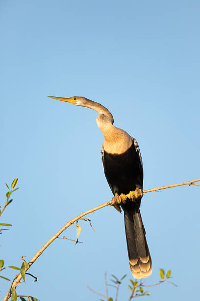 istock Female Anhinga perched on a branch 519306340