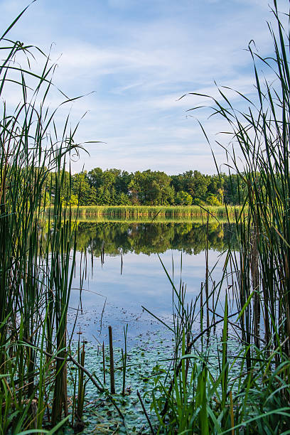 istock Reeds on the lake 519307546