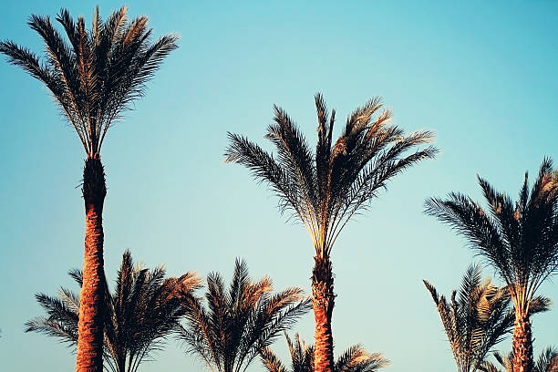 istock Date palm close up photo 519307730