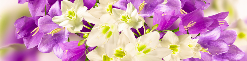 White and purple flowers in a panoramic image