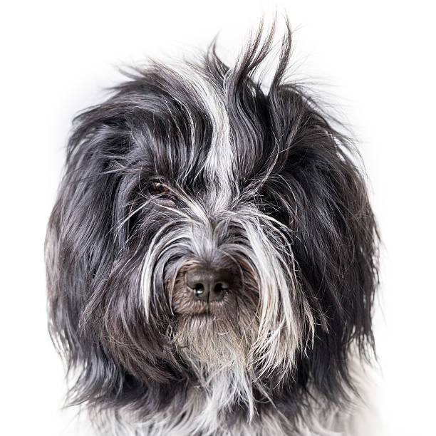 Portrait of a Schapendoes dog with bangs straight up Usually you cannot see the eyes on a Schapendoes, but with the wispy bangs combed straight up you can see those lovely eyes. shaggy fur stock pictures, royalty-free photos & images