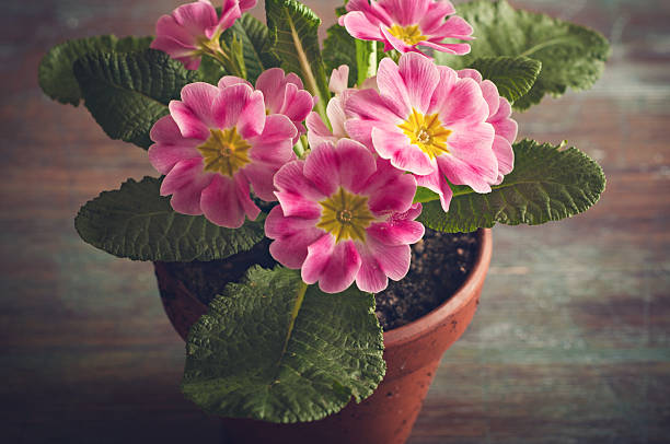 Primrose Pink primrose primula stock pictures, royalty-free photos & images