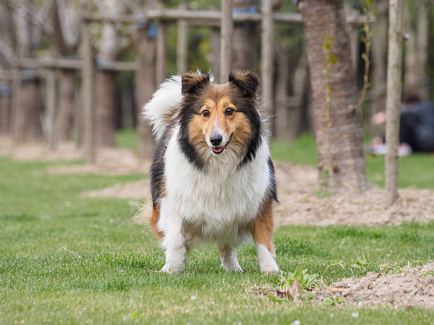 istock Purebred Shetland Sheepdog outdoors on grass meadow 519310598