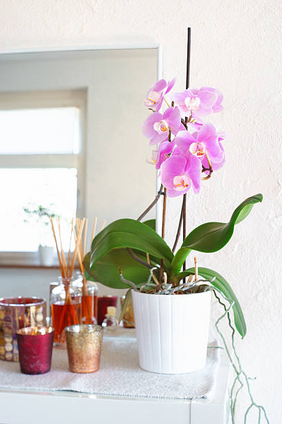 istock Table decorated with pink potted phalaenopsis, candles and mirror 519311048