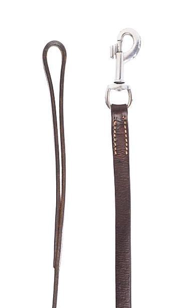 istock Fragments of the dog leash isolated 519311150