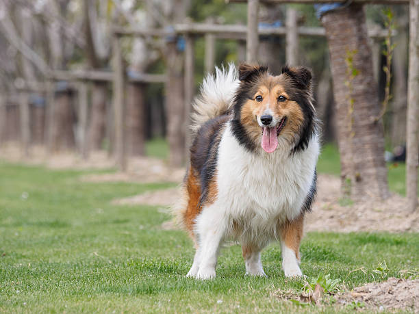 istock Purebred Shetland Sheepdog outdoors on grass meadow 519311214