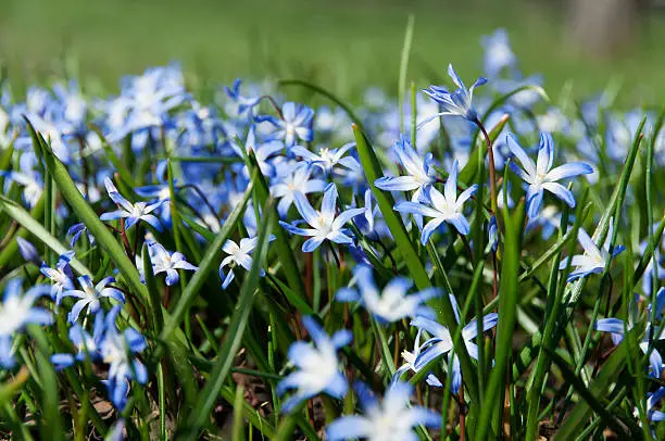 a lot of Scilla luciliae flowers at meadow