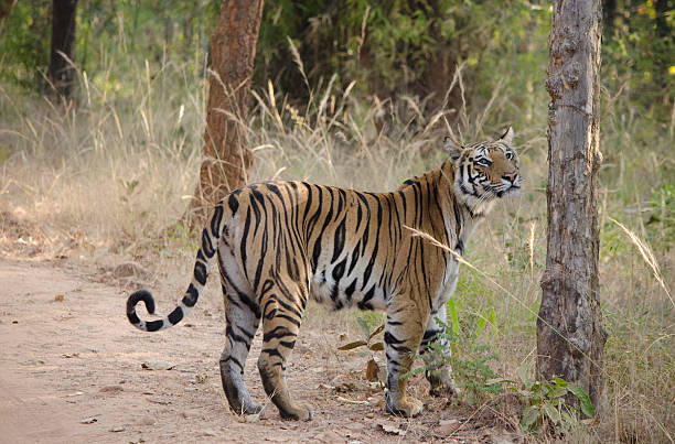 istock Female Bengal Tiger looking at camera 519312600