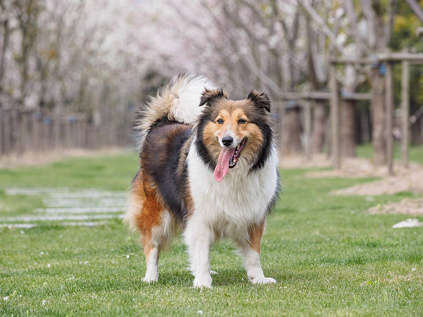 istock Purebred Shetland Sheepdog outdoors on grass meadow 519312956