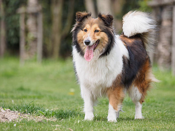istock Purebred Shetland Sheepdog outdoors on grass meadow 519313314