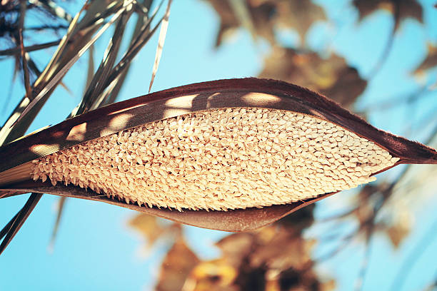 Date palm with blossom flowers close up